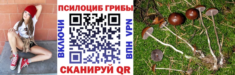 Псилоцибиновые грибы мицелий  цены   Курган 